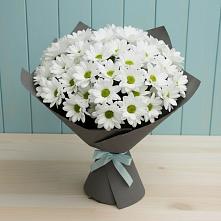 Букет цветов из:  Хризантемы в Кировский Курской области